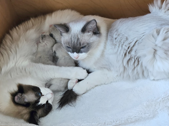 Mama, Hermine und Babies