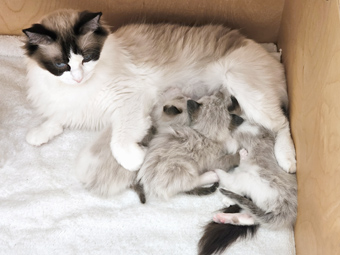 Mama mit den Kleinen