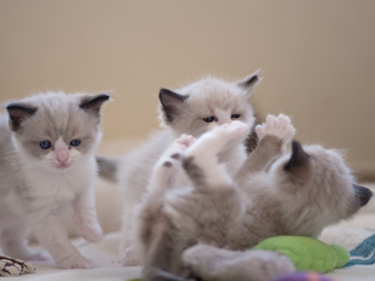 Elfie, Erica und Eddie