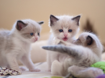 Elfie, Erica und Eddie