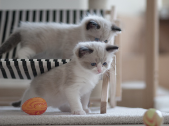 Vulkandolls Eddie + Elfi