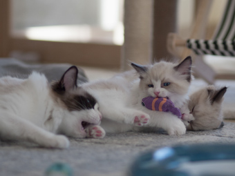 Vulkandolls Elfie, Eddie und Mama