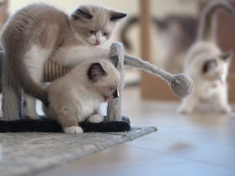 Vulkandolls Erica, Elfie und Eddie