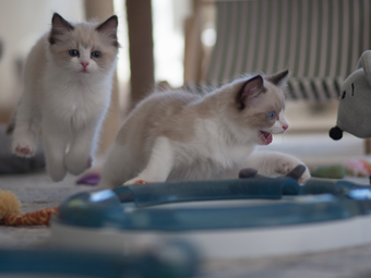 Vulkandolls Elfie und Eddie