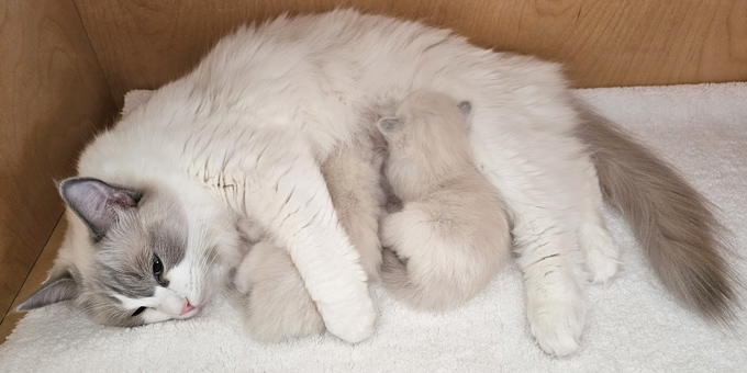 Die Milchbar ist er�ffnet.