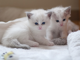 Vulkandolls Finja + Finn