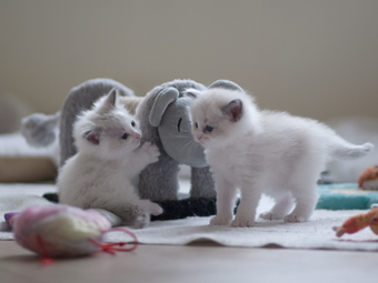 Vulkandolls Finja + Finn