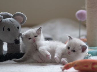 Vulkandolls Finja + Finn