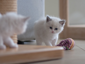 Vulkandolls Finja + Finn