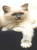Ragdoll Dolorosa