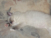 Ragdoll Dolorosa