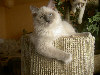 Ragdoll Dolorosa