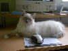 Ragdoll Dolorosa