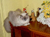 Ragdoll Dolorosa