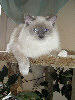 Ragdoll Dolorosa