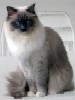 Ragdoll Dolorosa