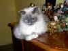 Ragdoll Dolorosa