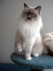 Ragdoll Dolorosa
