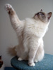 Ragdoll Dolorosa
