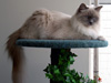 Ragdoll Dolorosa