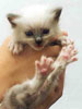 Ragdoll Dolorosa