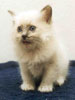 Ragdoll Dolorosa