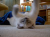 Ragdoll Dolorosa