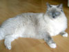 Ragdoll Dolorosa