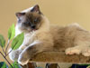 Ragdoll Dolorosa