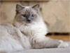 Ragdoll Felice