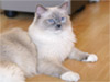 Ragdoll Felice