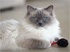 Ragdoll Felice
