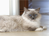 Ragdoll Felice
