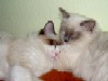 Ragdoll Dolorosa und Draco