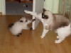 Ragdoll Draco und Serina