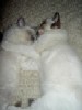 Ragdoll Dolorosa und Draco