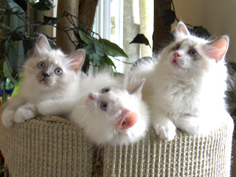 Arwen, Avalanche und Aragorn