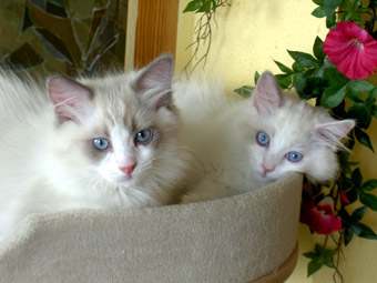 Aragorn und Avalanche