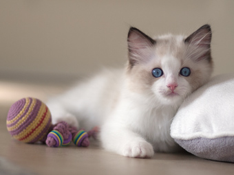 Vulkandolls Bobby Brown