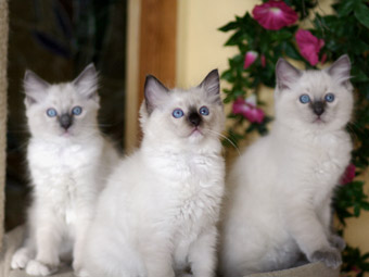 Bashful, Baloo und BeagleBoy