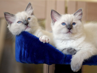 Bashful und BeagleBoy