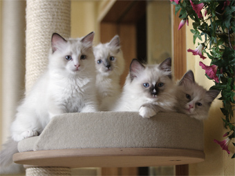 Caspar, Casanova. Cyrano und Cleopatra