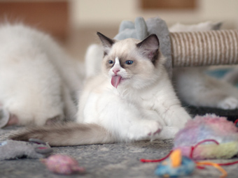 Vulkandolls Daenerys