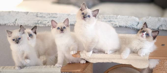 Vulkandolls Dahlia, Daenerys, Daisy, Draco und DaVinci