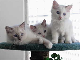 Diego, Djamila & Donny