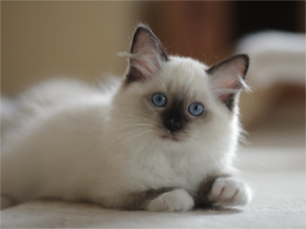 Vulkandolls Kalimera