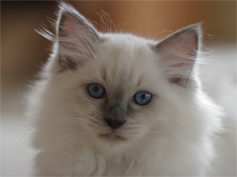 Vulkandolls Kiss me Kate