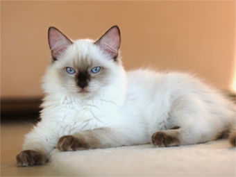 Vulkandolls Kassandra