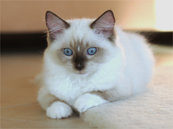 Vulkandolls Kimberly