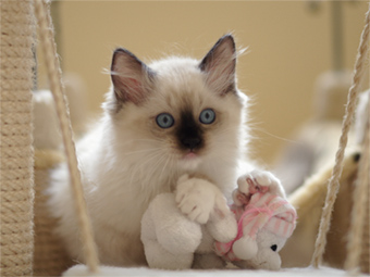 Vulkandolls Miss Moneypenny